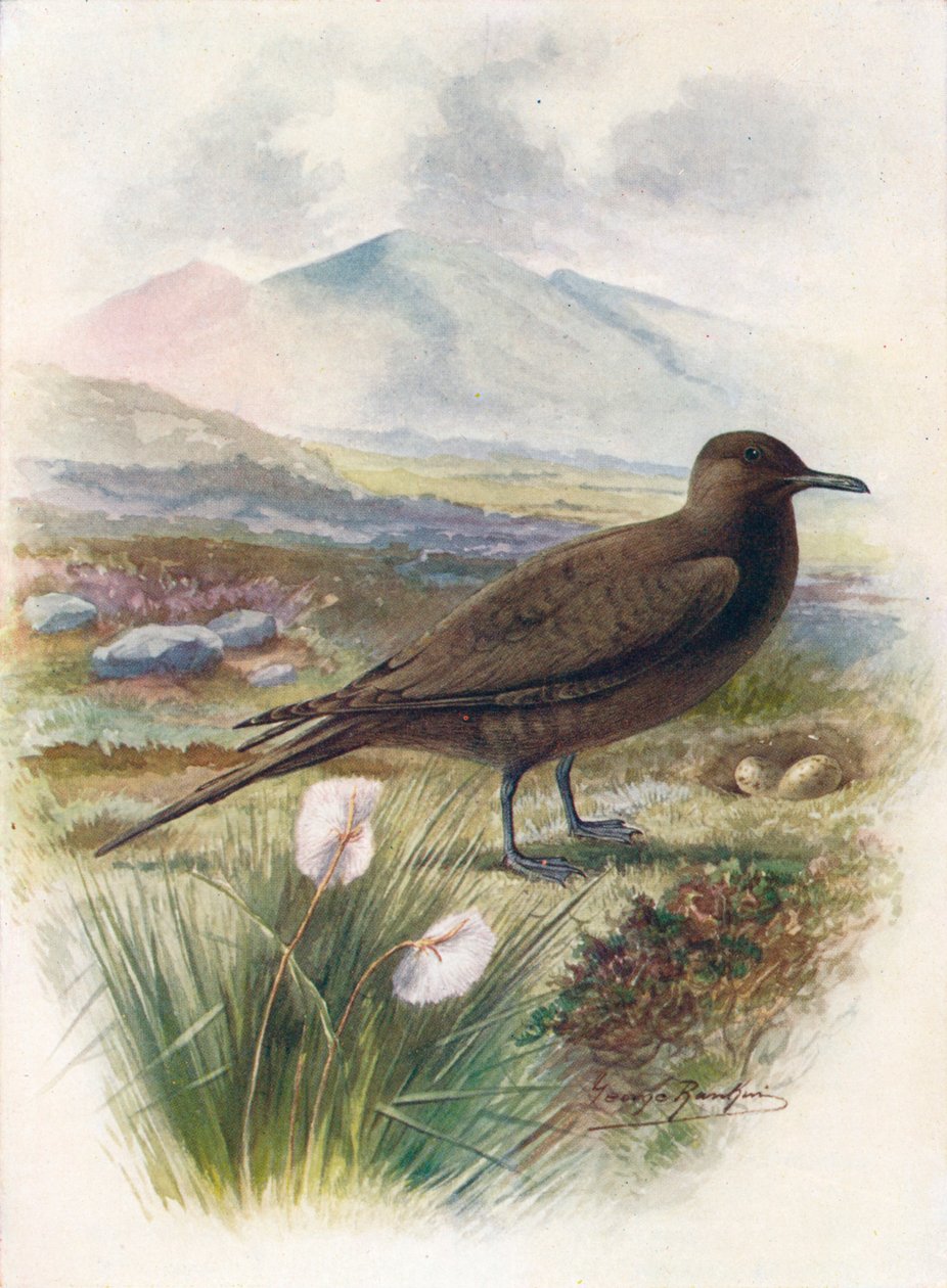 आर्कटिक या Richardsons स्कुआ - Stercorarins crepidalus, c1910, 1910 द्वारा जॉर्ज जेम्स रंकिन
