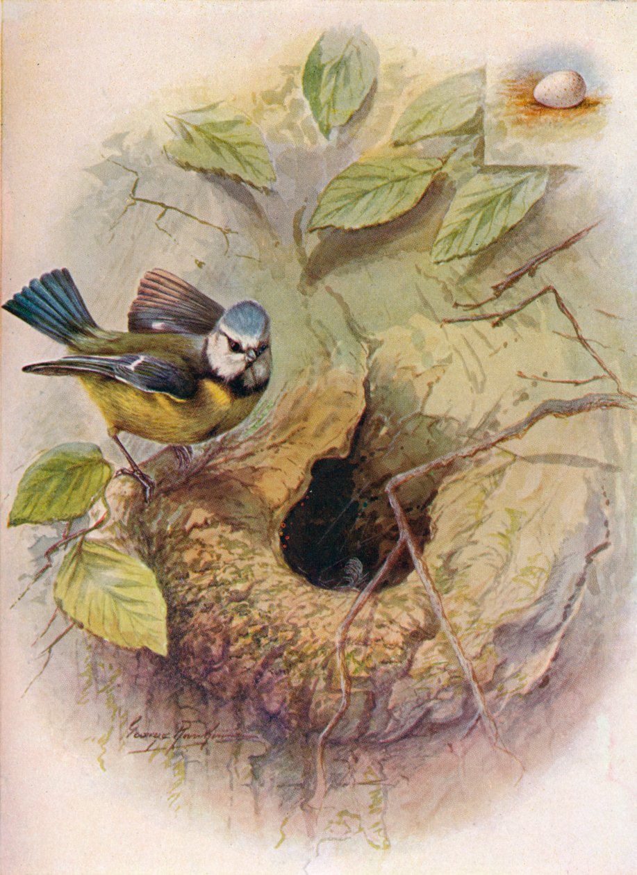 ब्लू तैसा - Parus प्रमुख, c1910, 1910 द्वारा जॉर्ज जेम्स रंकिन