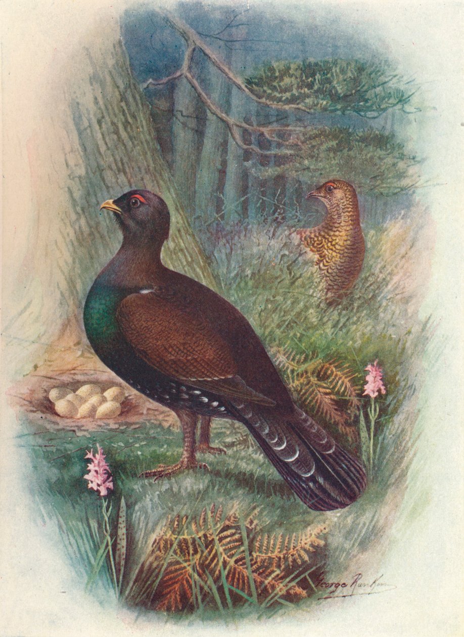 Capercaillie, c1910, 1910 द्वारा जॉर्ज जेम्स रंकिन