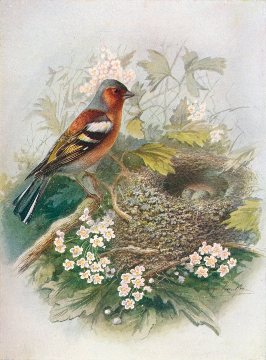 Chaffinch - पसंदीदा स्नातक, c1910, 1910 द्वारा जॉर्ज जेम्स रंकिन