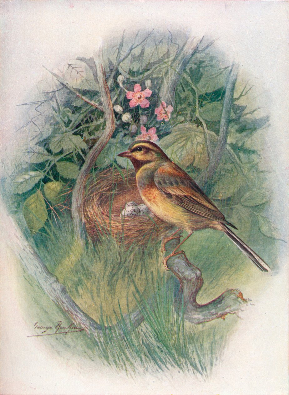 Cirl-Bunting - Emberiza cirlus, c1910, 1910 द्वारा जॉर्ज जेम्स रंकिन