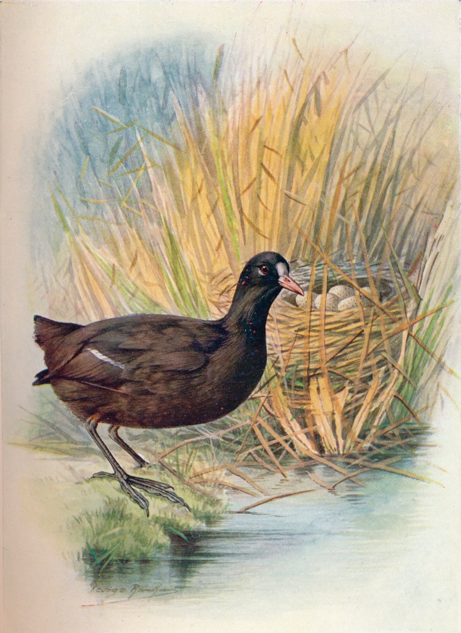 कोट - फुलिका अत्र, c1910, 1910 द्वारा जॉर्ज जेम्स रंकिन