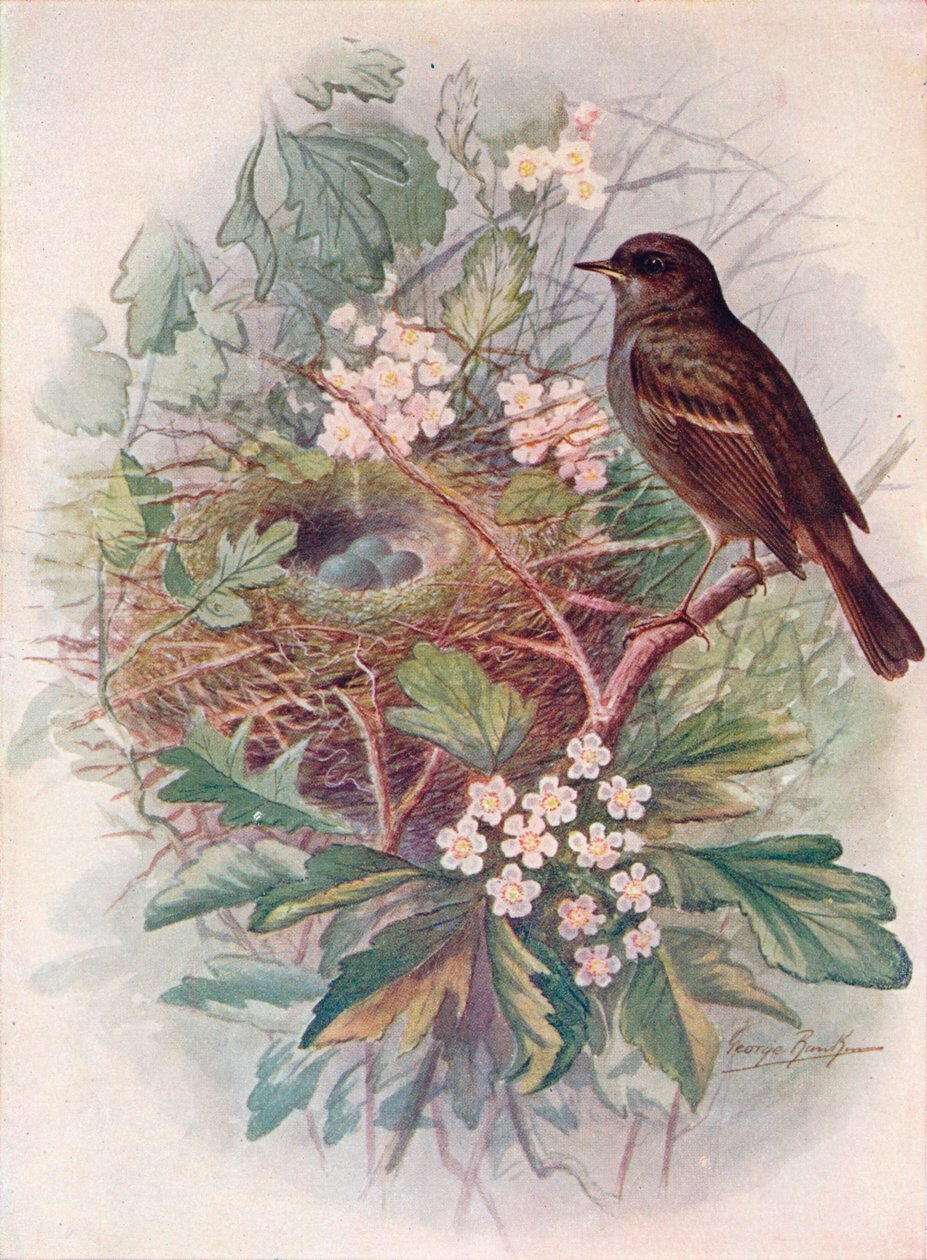 Hedgesparrow - लहजे पैरामीटर, c1910, 1910 द्वारा जॉर्ज जेम्स रंकिन