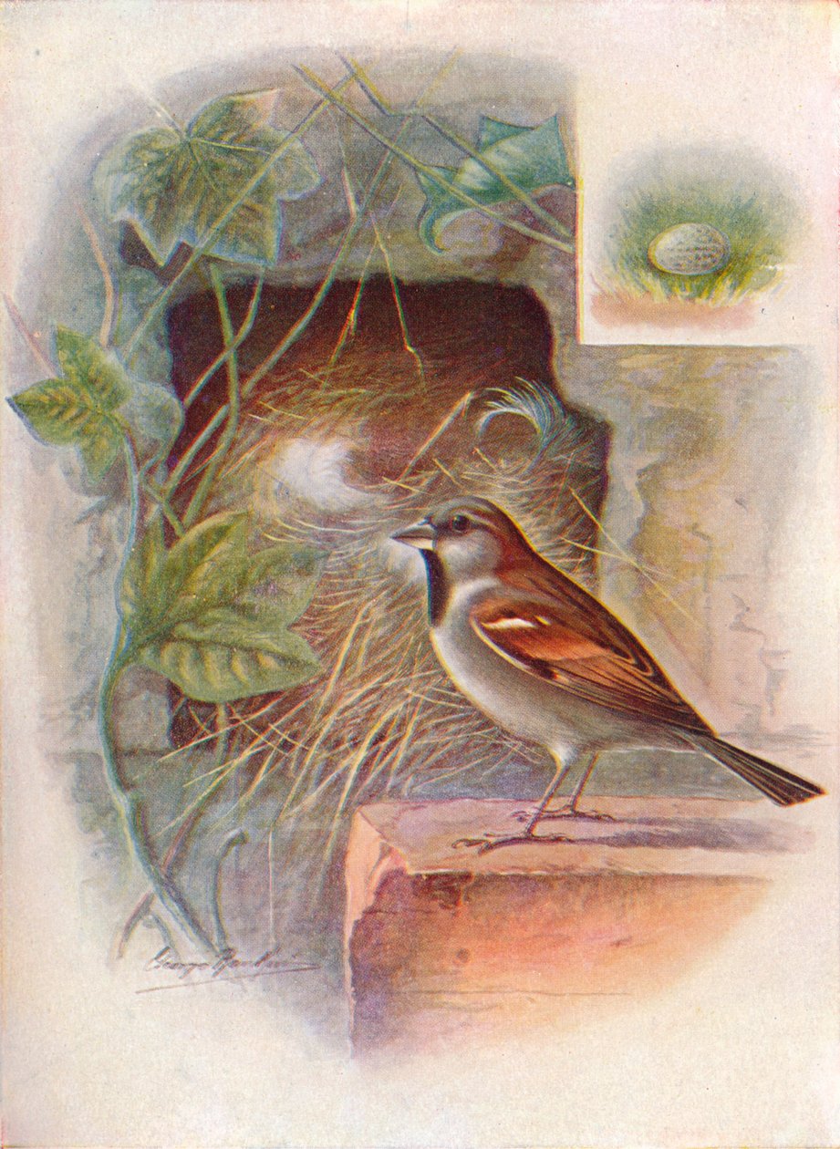 हाउस-स्पैरो - राहगीर घरेलू, c1910, 1910 द्वारा जॉर्ज जेम्स रंकिन