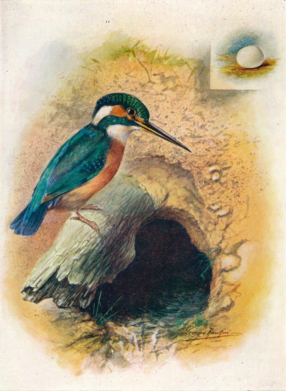 किंगफिशर - एल्सेडो आइसपीडा, c1910, 1910 द्वारा जॉर्ज जेम्स रंकिन