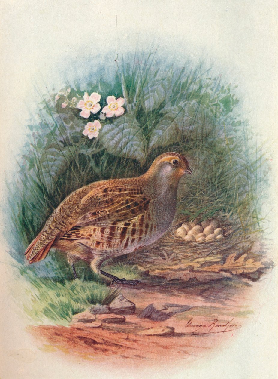पार्ट्रिज - पेर्डिक्स सिनेरिया, c1910, 1910 द्वारा जॉर्ज जेम्स रंकिन