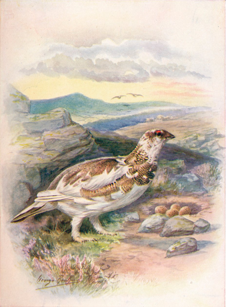 Ptarmigan - लागोपस म्यूटस, c1910, 1910 द्वारा जॉर्ज जेम्स रंकिन