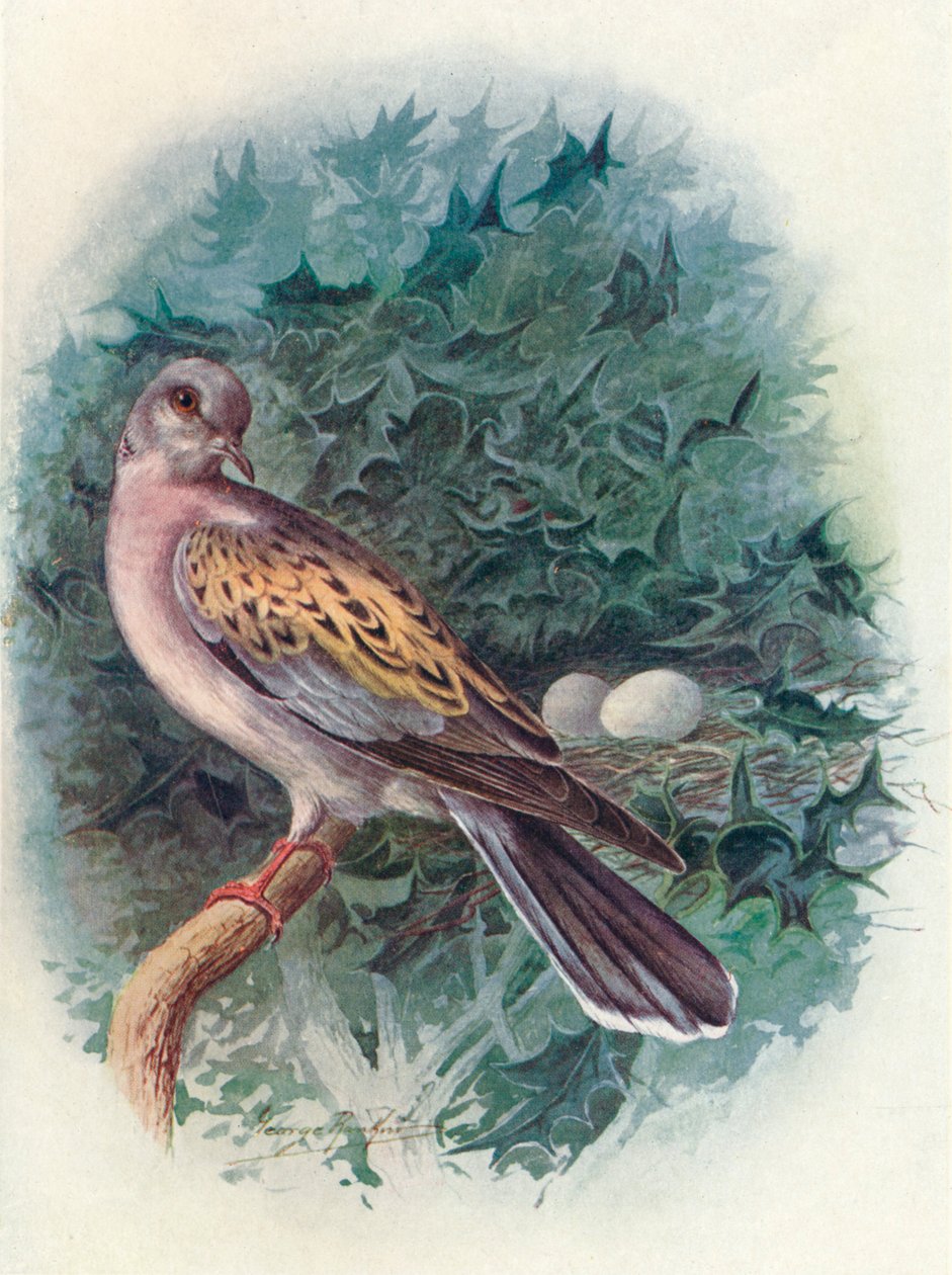 कछुए-कबूतर - कछुए, c1910, 1910 द्वारा जॉर्ज जेम्स रंकिन