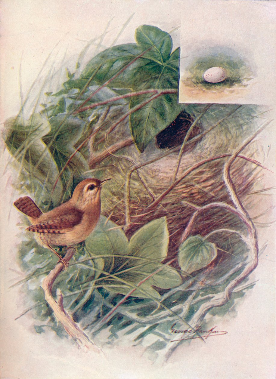 रेन - troglodytes, 1910 छोटे, c1910 है द्वारा जॉर्ज जेम्स रंकिन