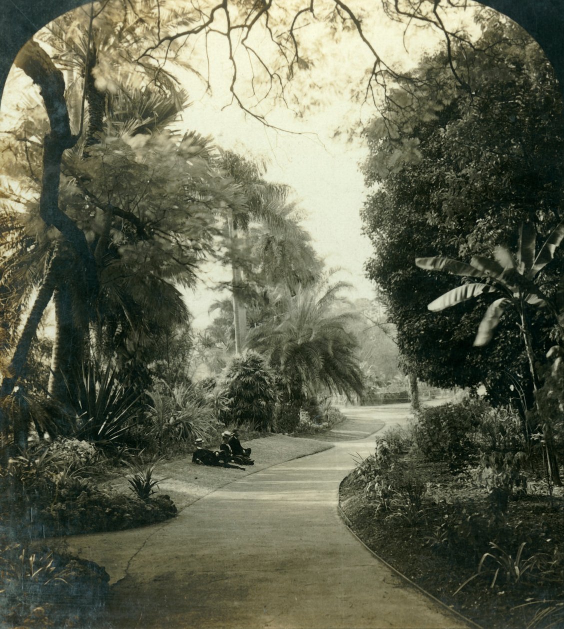 क्वींस पार्क, ब्रिस्बेन, ऑस्ट्रेलिया में मार्ग, c1909। द्वारा जॉर्ज रोज़