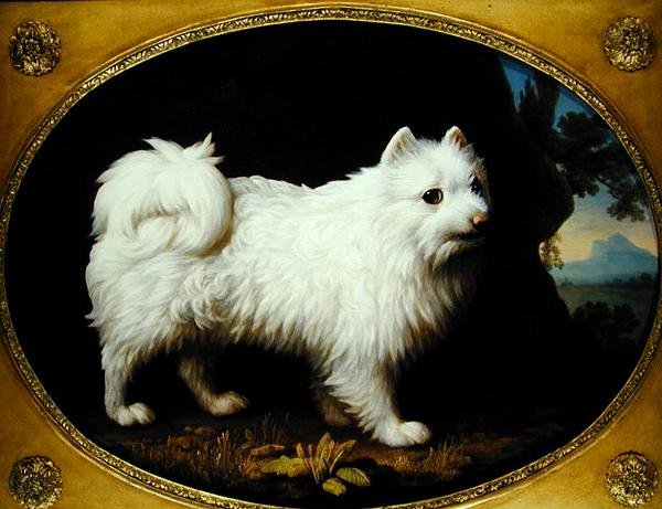ए व्हाइट स्पिट्ज, c.1770 (तामचीनी चीनी मिट्टी के बरतन पर तेल) द्वारा जॉर्ज स्टब्स