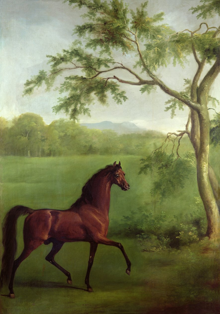 एक पेड़ के नीचे एक अरेबियन स्टैलियन, c.1761-63 (कैनवास पर तेल) द्वारा जॉर्ज स्टब्स