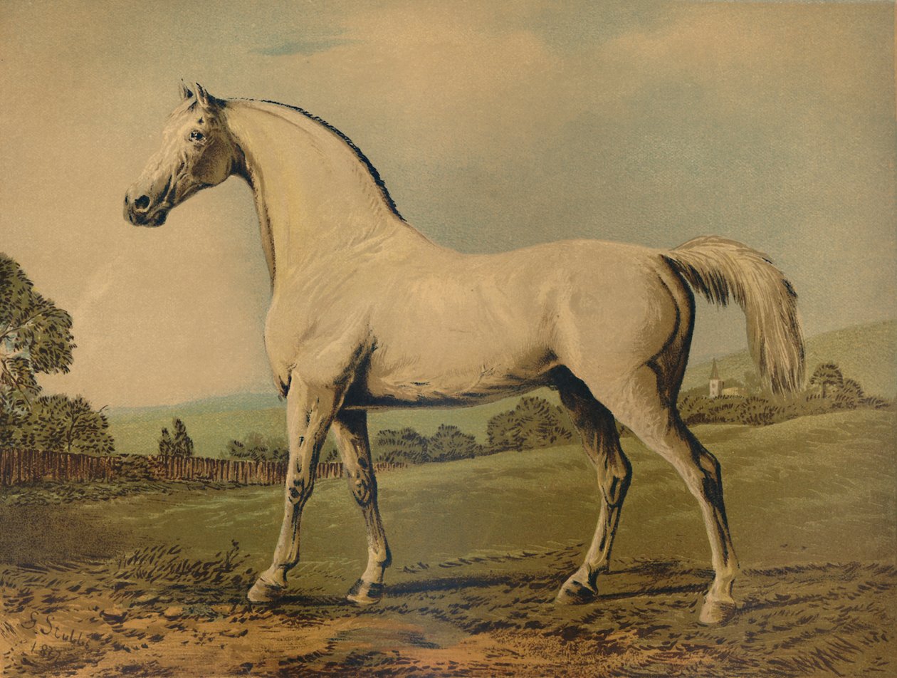 Mambrino। लॉर्ड ग्रोसवेनर द्वारा लिखित, c1770s, c1879। द्वारा जॉर्ज स्टब्स
