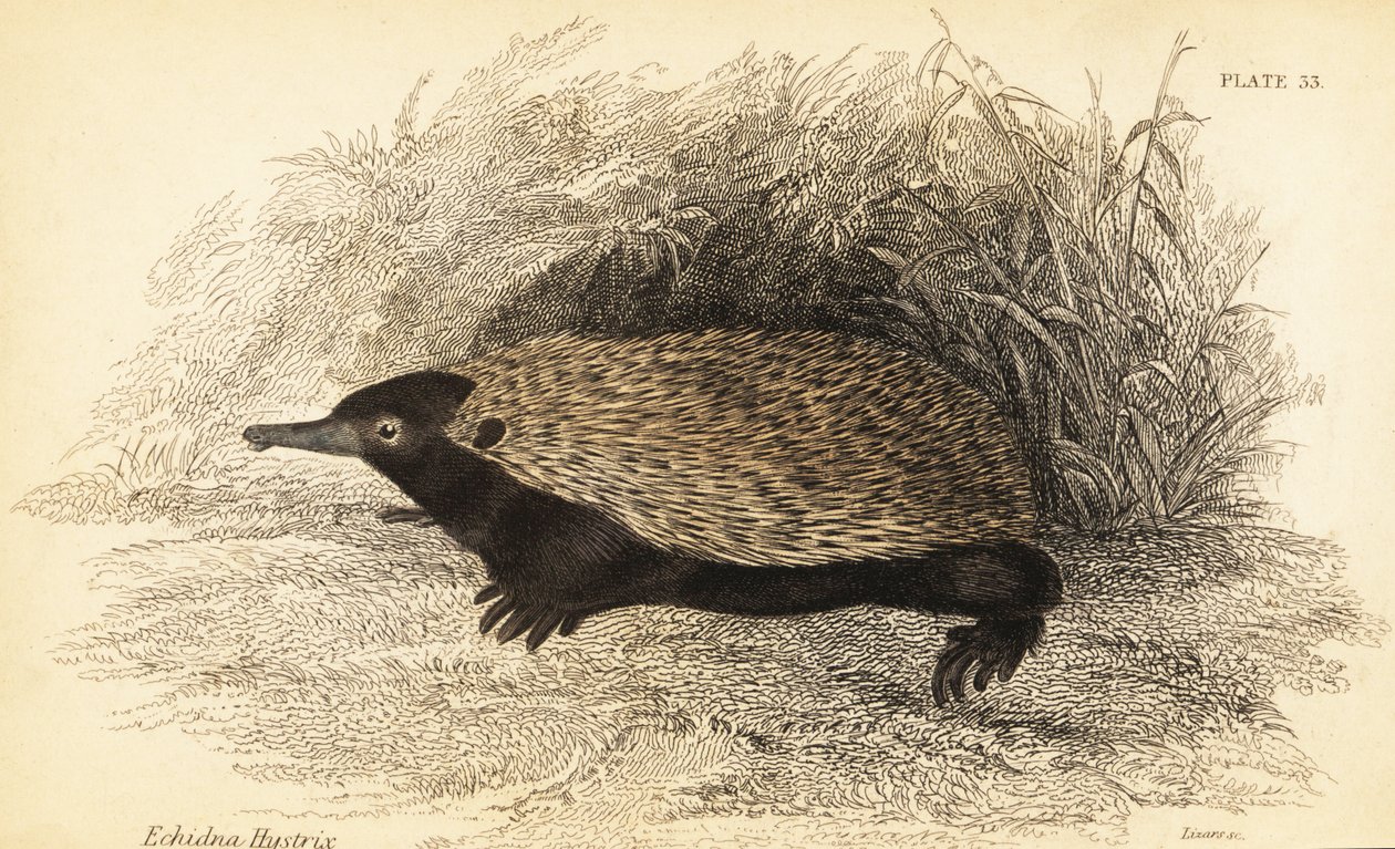  द्वारा जॉर्जेस रॉबर्ट वॉटरहाउस