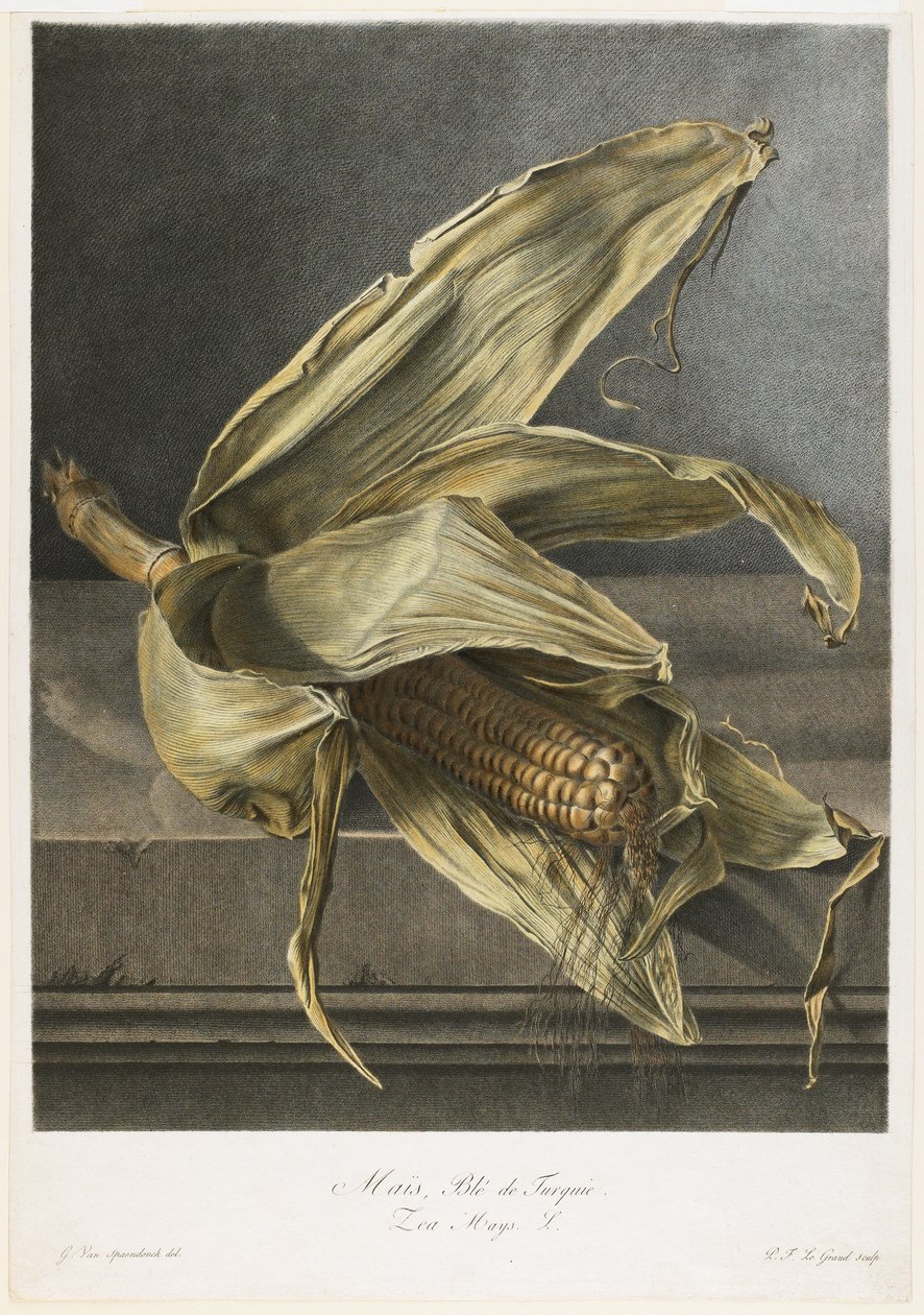 लेकिन, तुर्की के गेहूं, प्रकृति द्वारा फूल से खींचे गए, c.1800 (हाथ से बने हुए स्टिपल उत्कीर्णन) द्वारा जेरार्ड वैन स्पाएन्डोनक