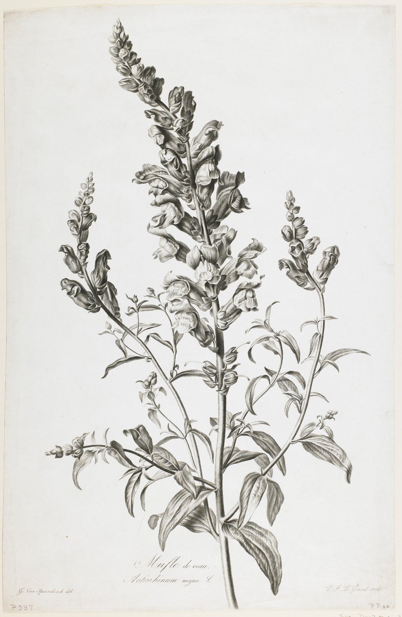कल्फ़ मफिन, नेचुरल ड्रोन फ्लॉवर से, c.1800 (स्टिपल एंग्रेविंग) द्वारा जेरार्ड वैन स्पाएन्डोनक