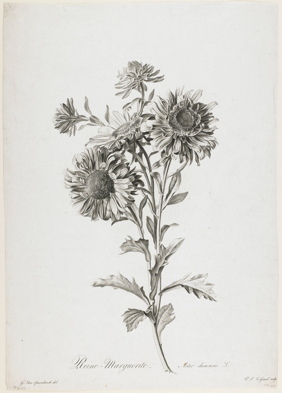 क्वीन मारग्रेट, नेचर से फ्लावर्स ड्रॉ, c.1800 (स्टिपल एंग्रेविंग) द्वारा जेरार्ड वैन स्पाएन्डोनक