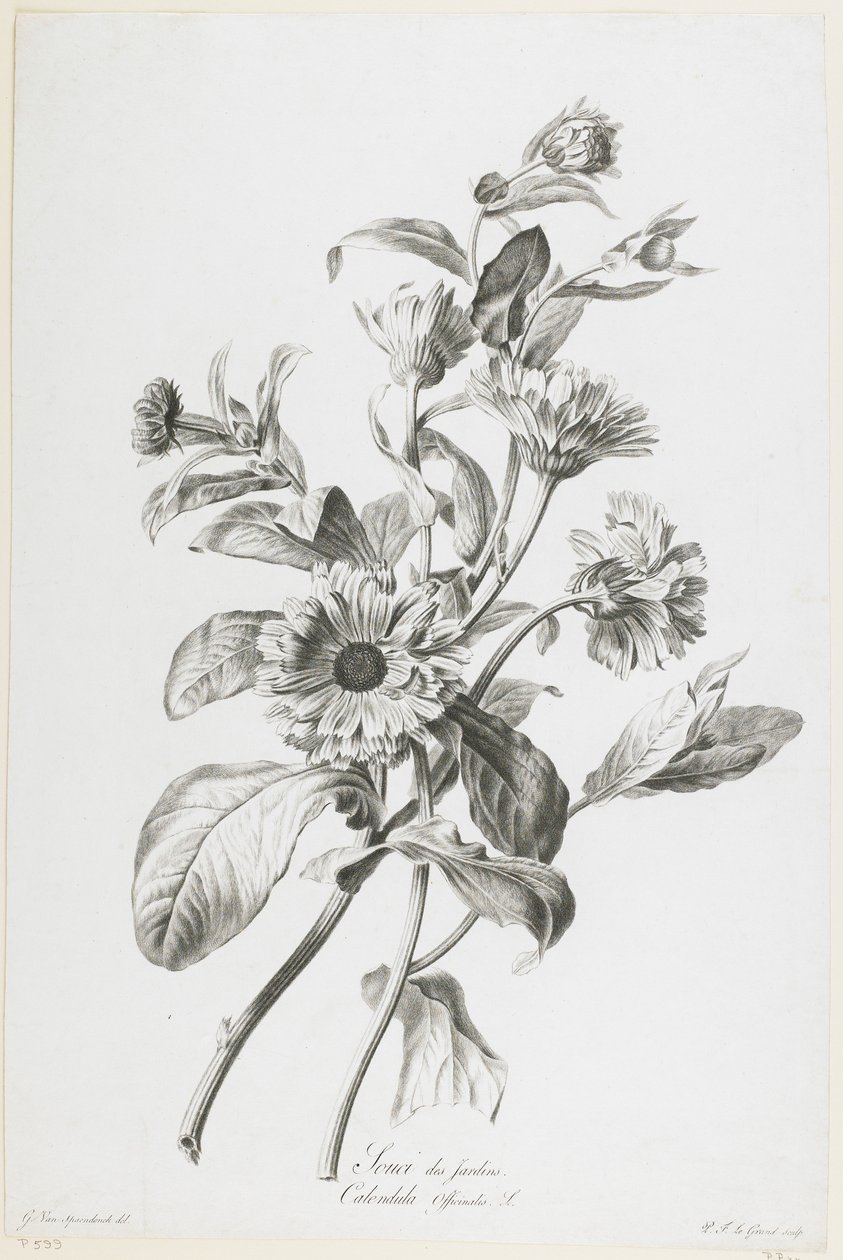 गार्डन केयर, नेचुरल ड्रॉ फ्लॉवर्स से, c.1800 (स्टिपल एंग्रेविंग) द्वारा जेरार्ड वैन स्पाएन्डोनक