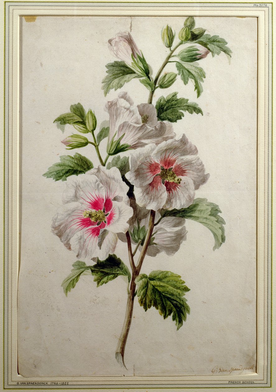Hollyhocks (पानी के रंग का कागज) द्वारा जेरार्ड वैन स्पाएन्डोनक