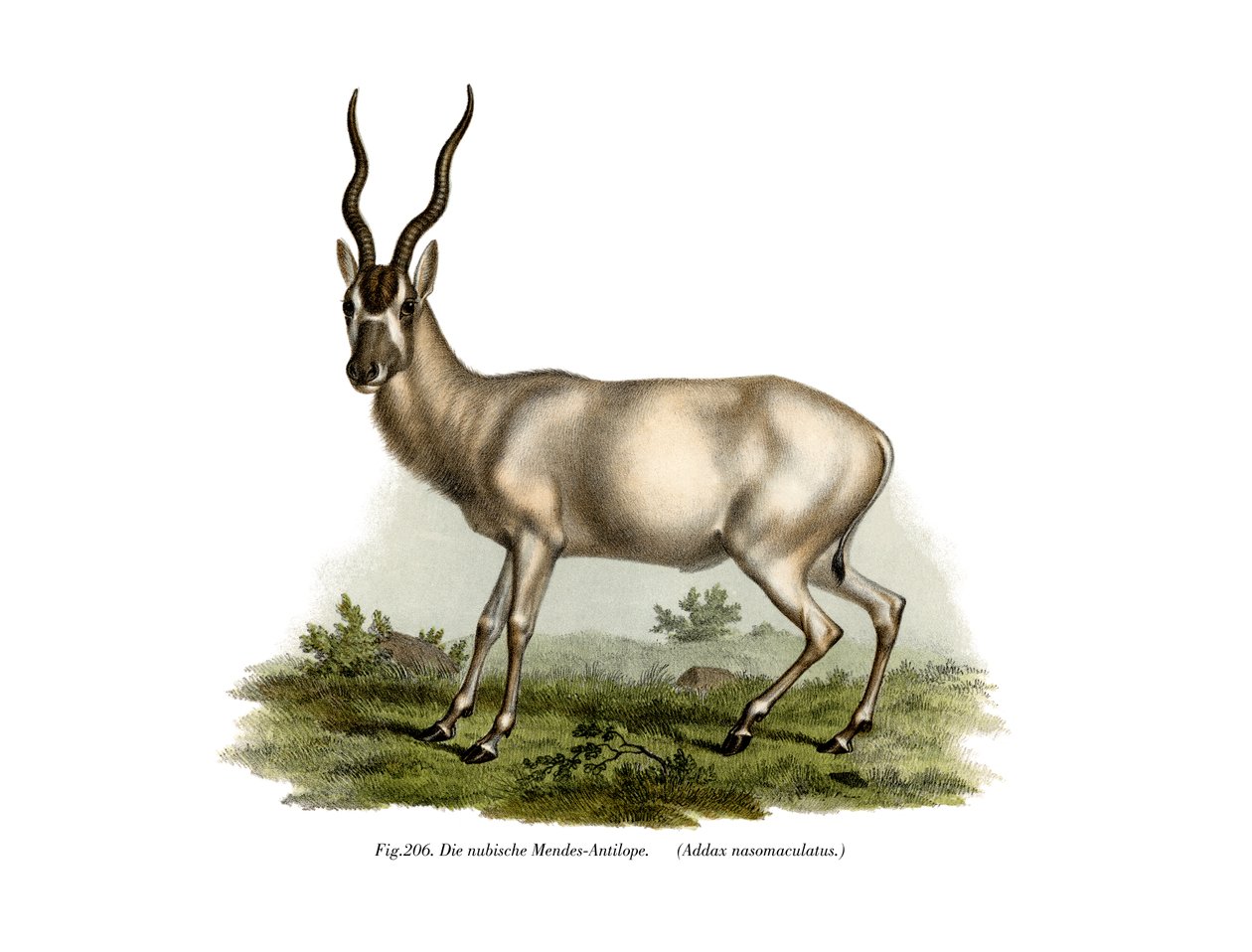 आगमन, 1860 द्वारा जर्मन स्कूल