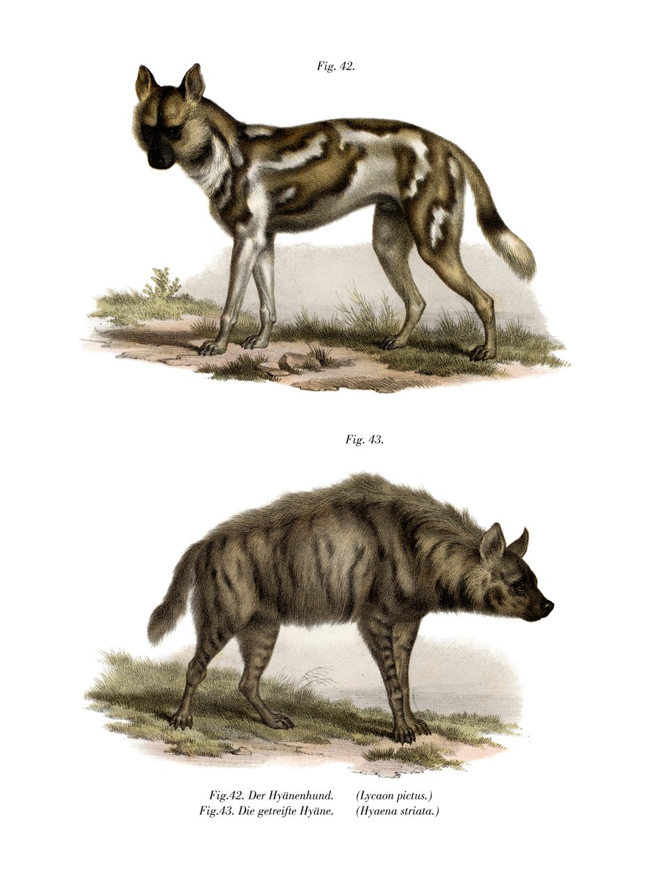 अफ्रीकी जंगली कुत्ता, 1860 द्वारा जर्मन स्कूल