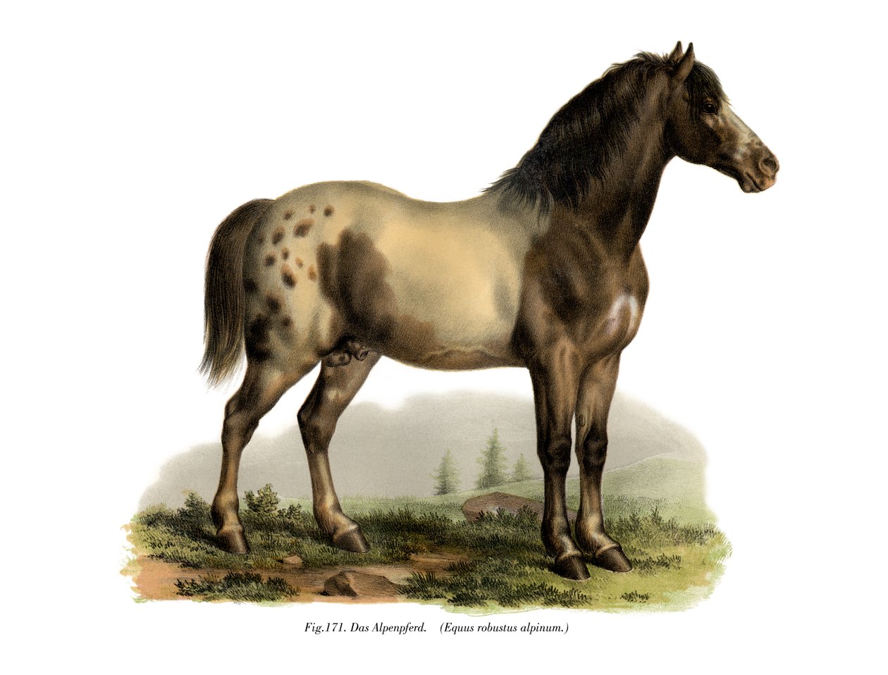 अल्पाइन हार्स, 1860 द्वारा जर्मन स्कूल