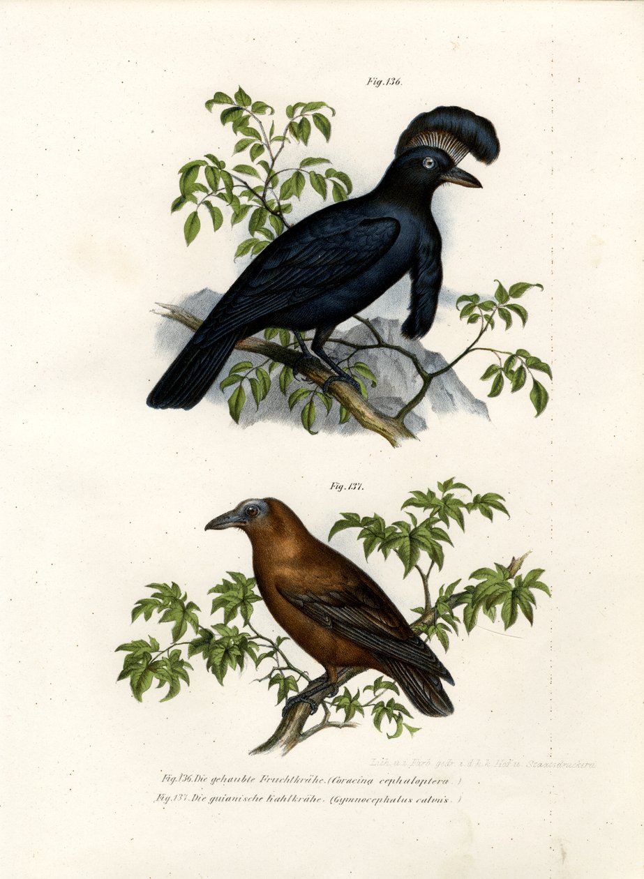 अमेजोनियन छाता, 1864 द्वारा जर्मन स्कूल