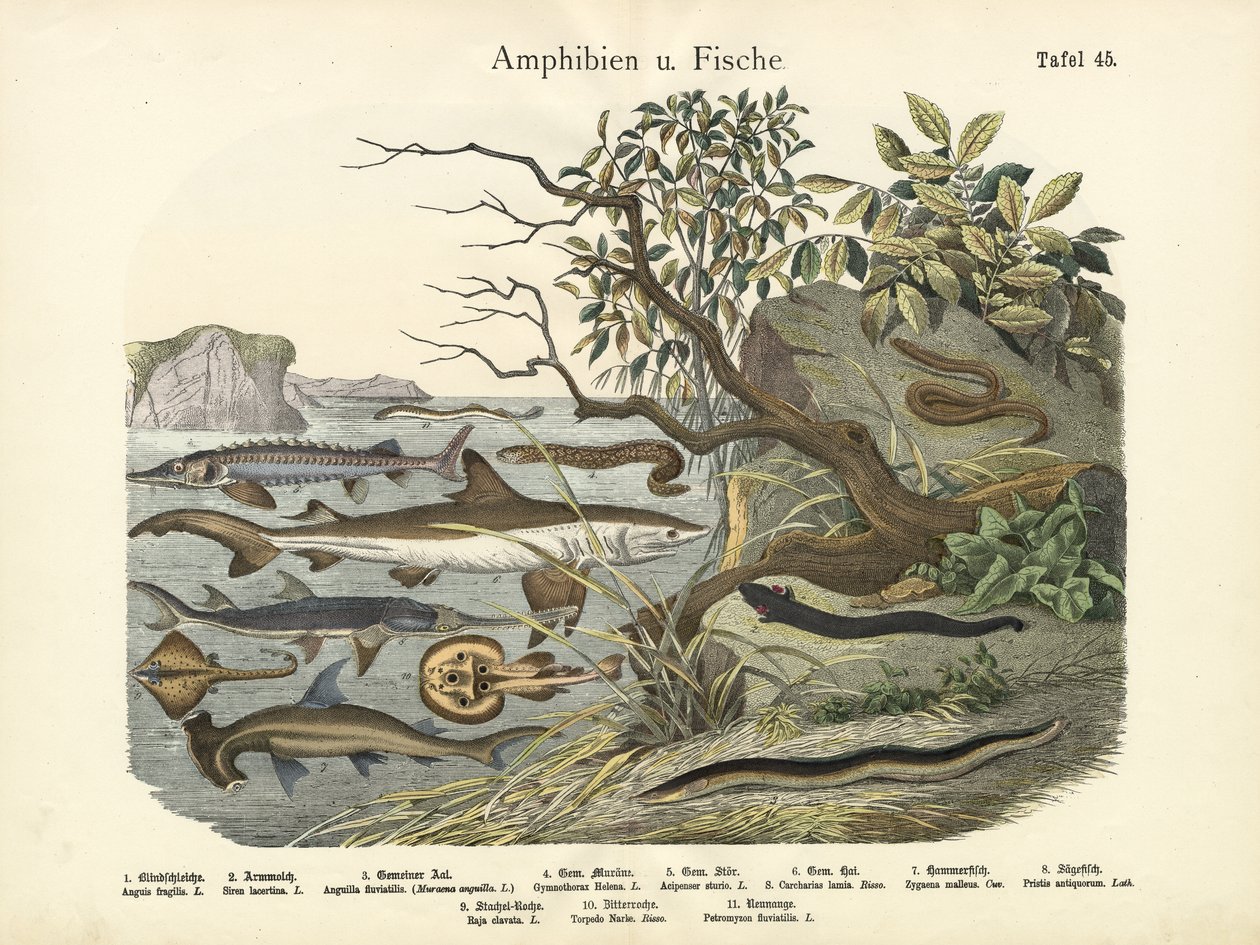 उभयचर और मछलियां, c.1860 द्वारा जर्मन स्कूल