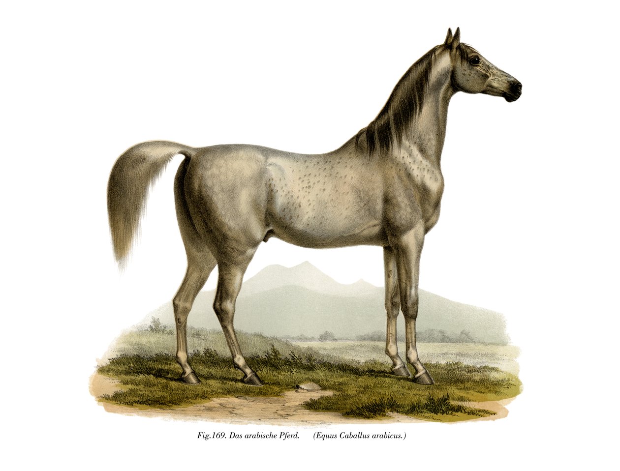 अरबी घोड़ा, 1860 द्वारा जर्मन स्कूल