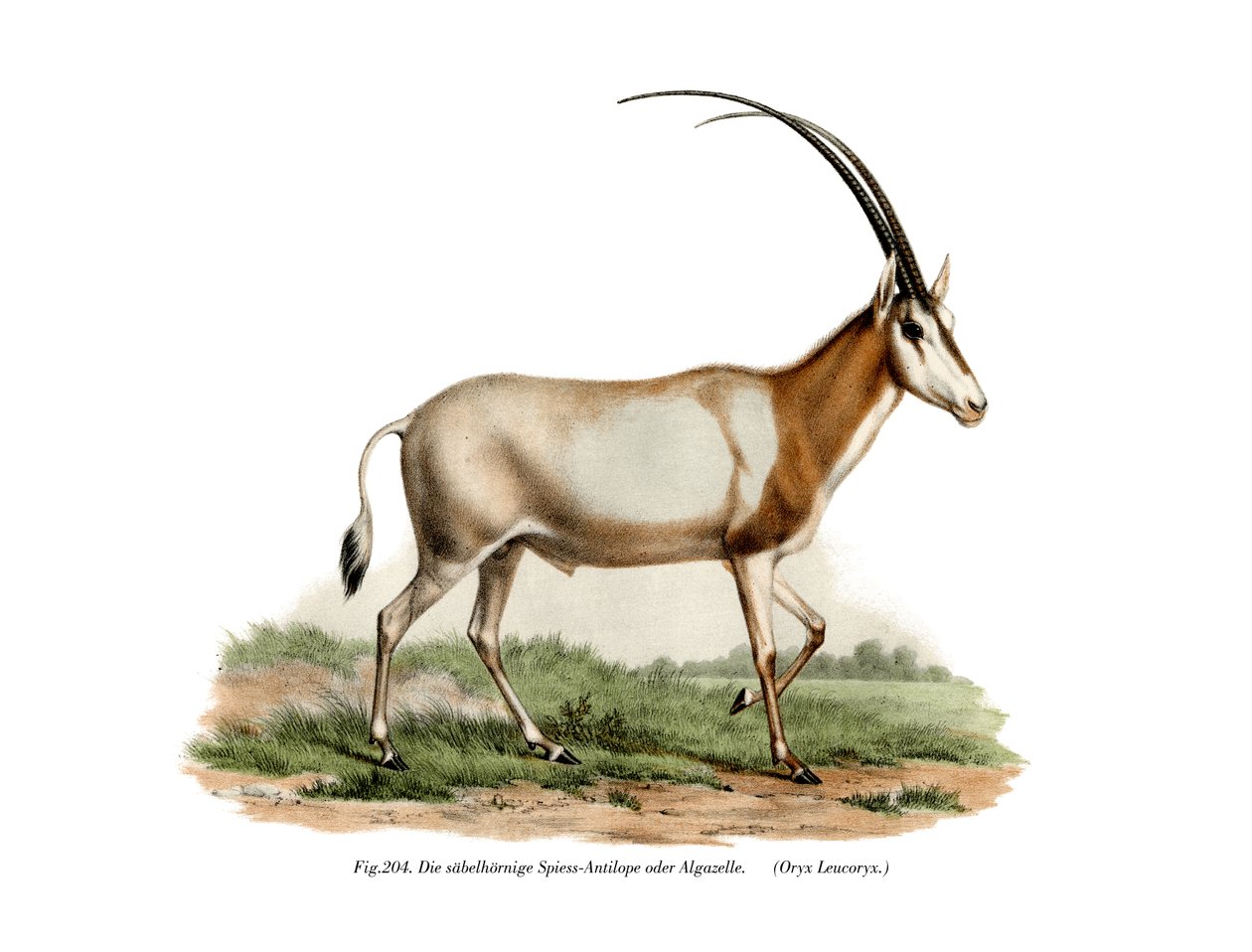 अरेबियन ऑरेक्स, 1860 द्वारा जर्मन स्कूल
