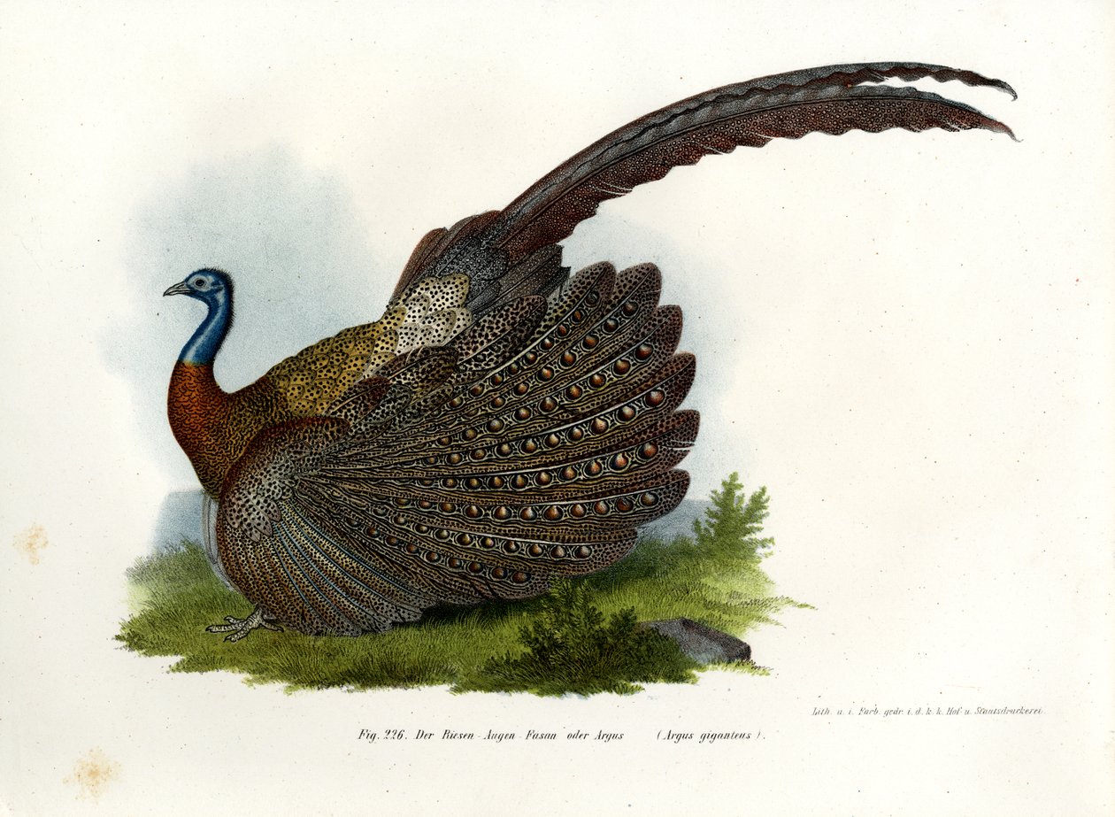 आर्गस तीतर, 1864 द्वारा जर्मन स्कूल