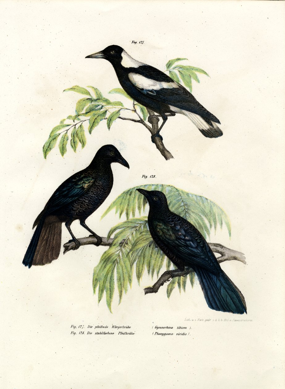 ऑस्ट्रेलियाई मैगपाई, 1864 द्वारा जर्मन स्कूल