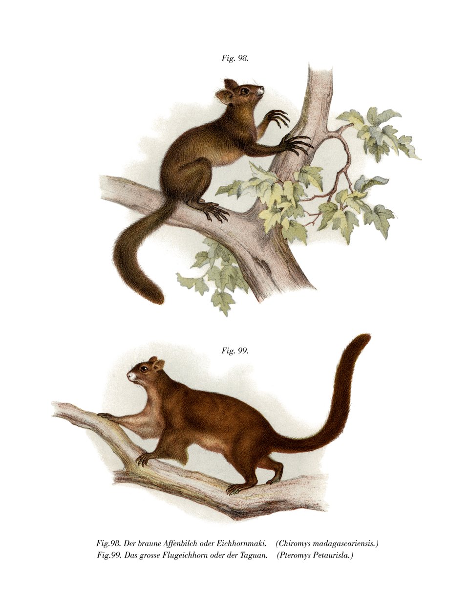 Aye-aye, 1860  द्वारा जर्मन स्कूल
