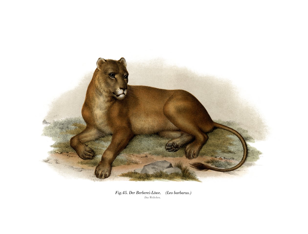 बार्बरी लायन, 1860 द्वारा जर्मन स्कूल