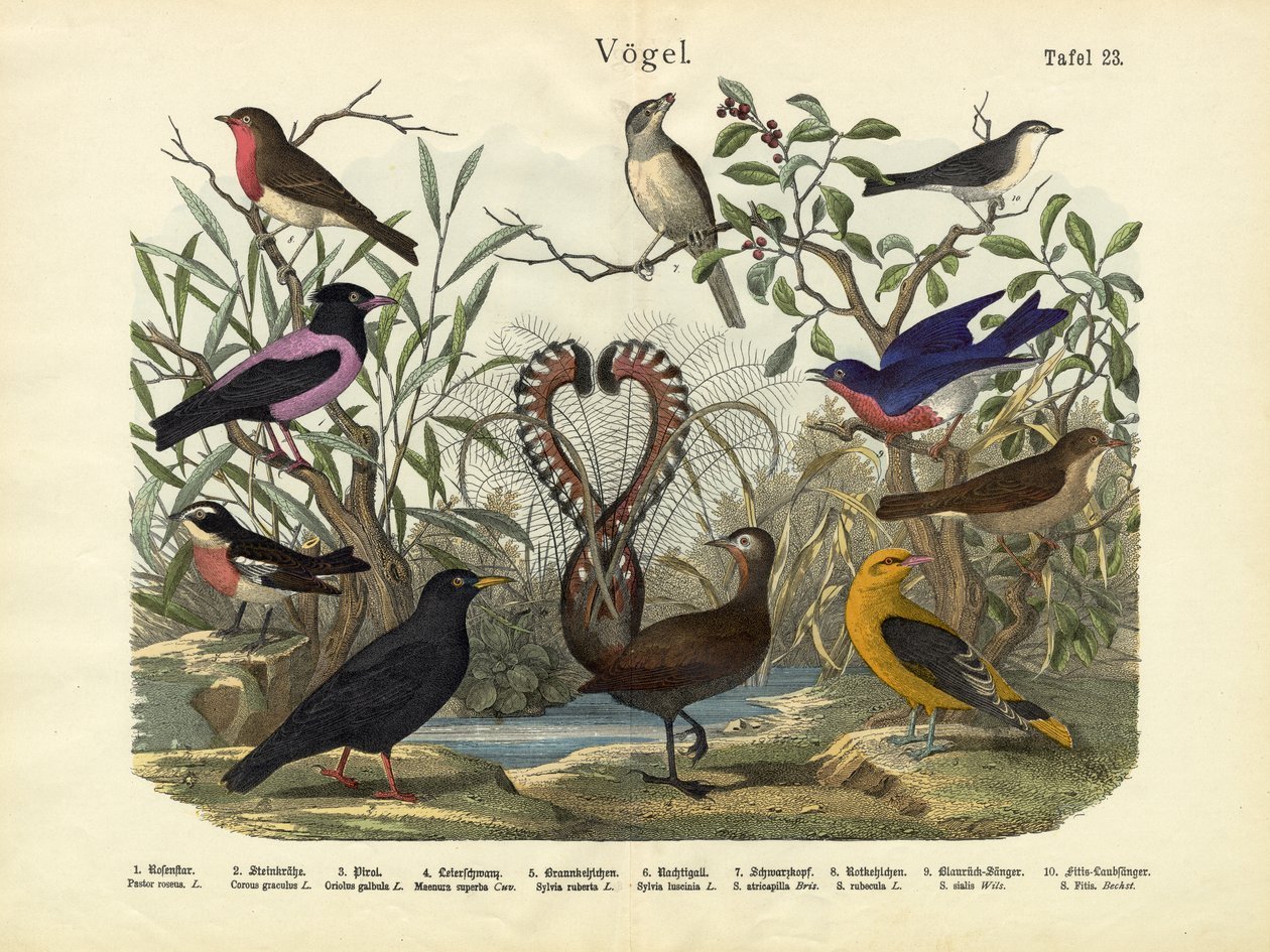 पक्षी, c.1860 द्वारा जर्मन स्कूल