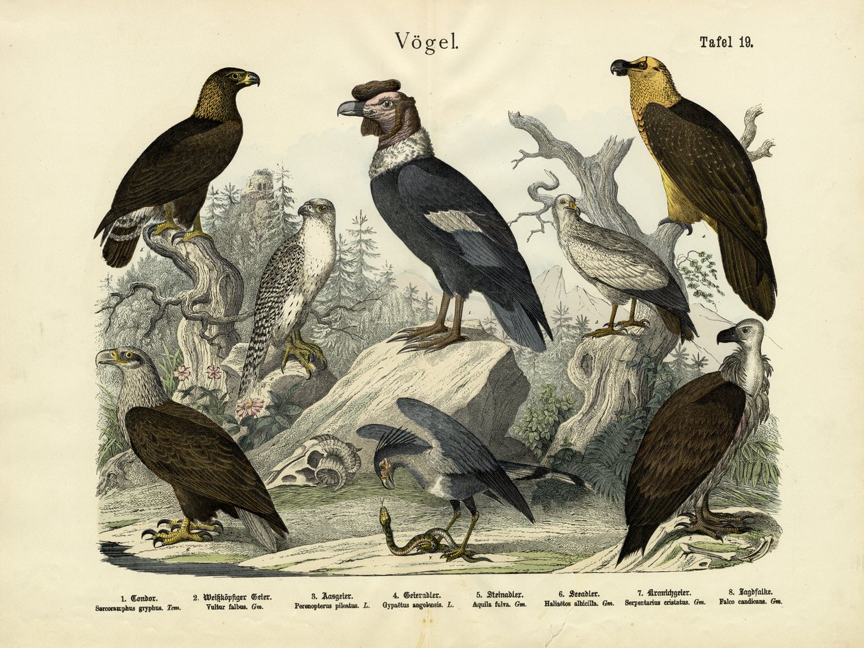 पक्षी, c.1860 द्वारा जर्मन स्कूल