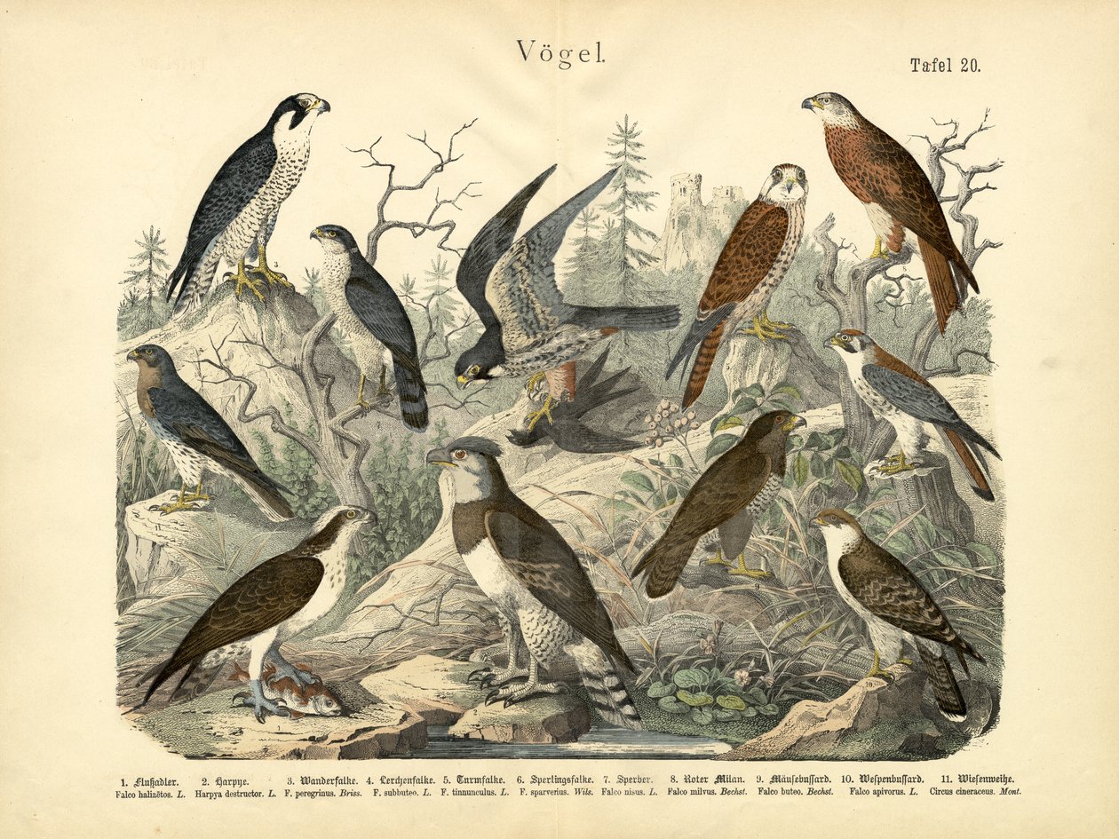 पक्षी, c.1860 द्वारा जर्मन स्कूल