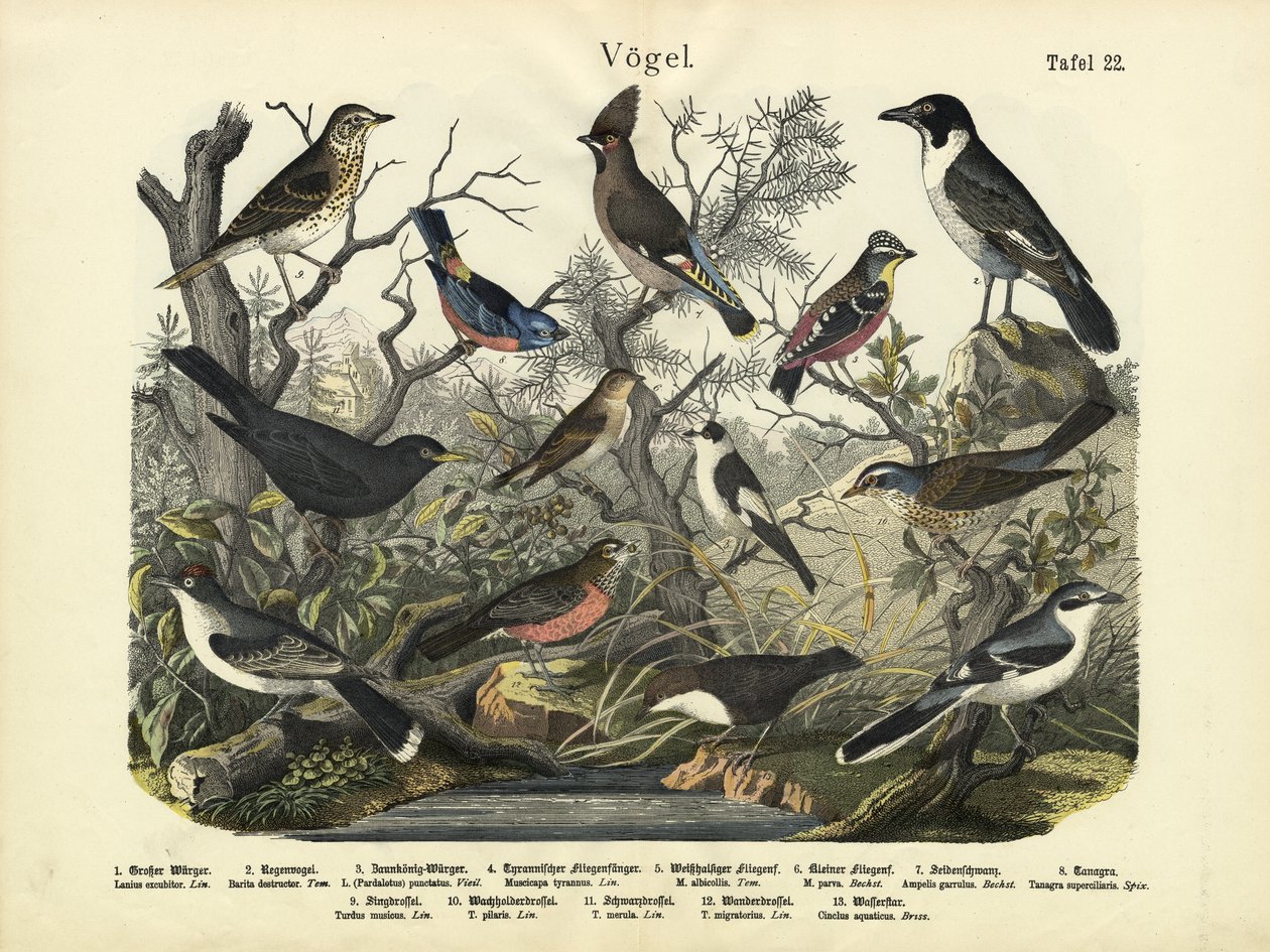 पक्षी, c.1860 द्वारा जर्मन स्कूल