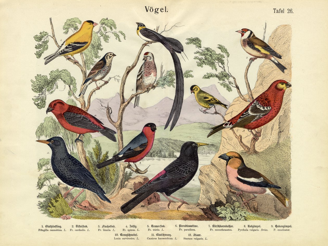 पक्षी, c.1860 द्वारा जर्मन स्कूल