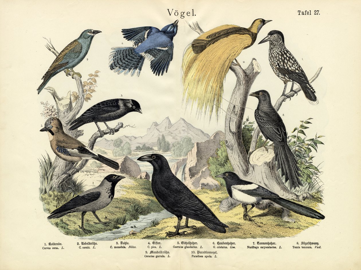 पक्षी, c.1860 द्वारा जर्मन स्कूल
