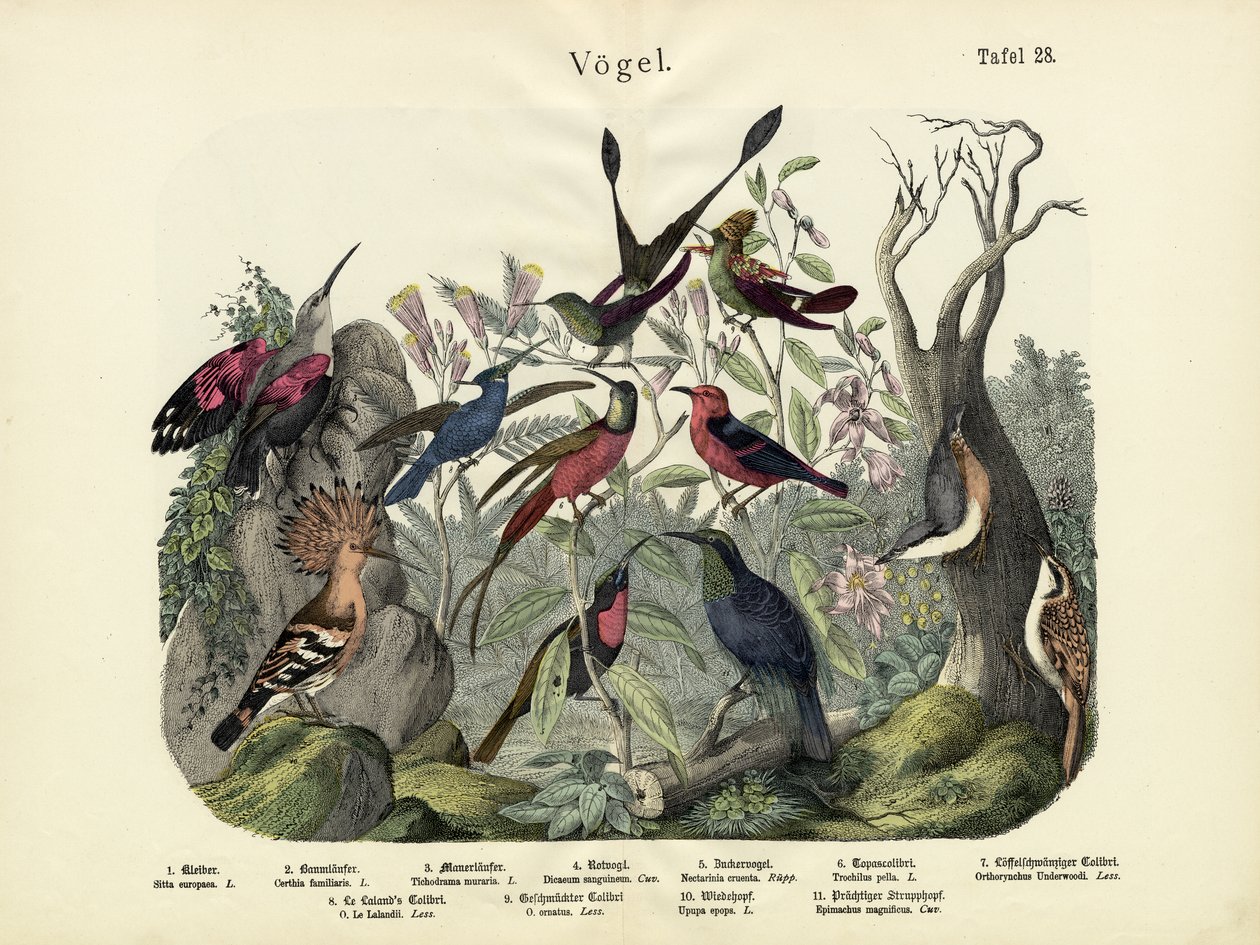 पक्षी, c.1860 द्वारा जर्मन स्कूल