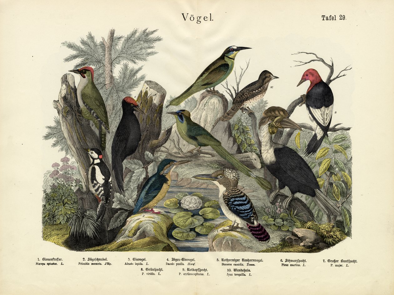 पक्षी, c.1860 द्वारा जर्मन स्कूल