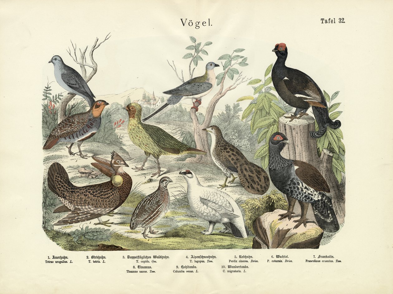 पक्षी, c.1860 द्वारा जर्मन स्कूल