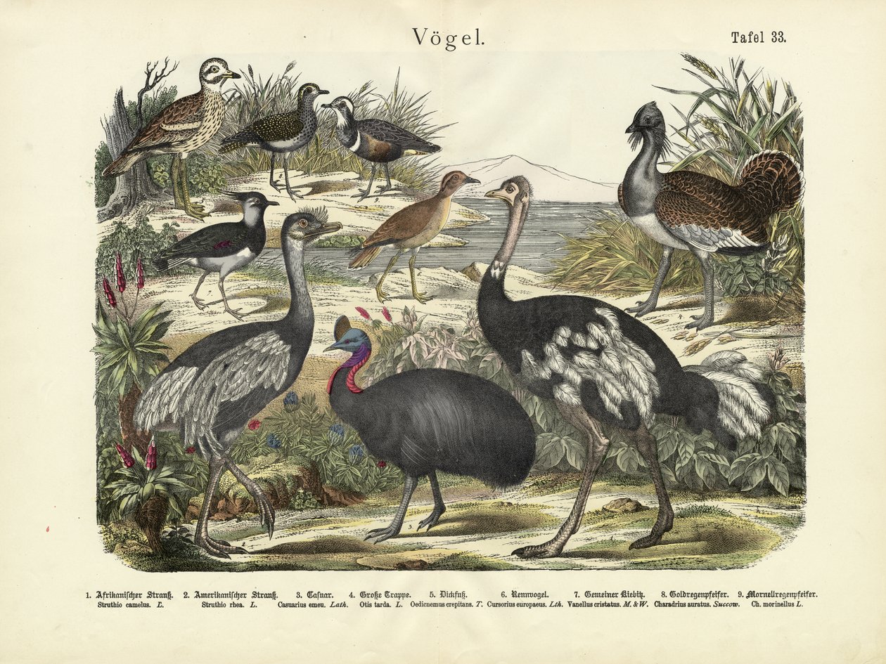 पक्षी, c.1860 द्वारा जर्मन स्कूल