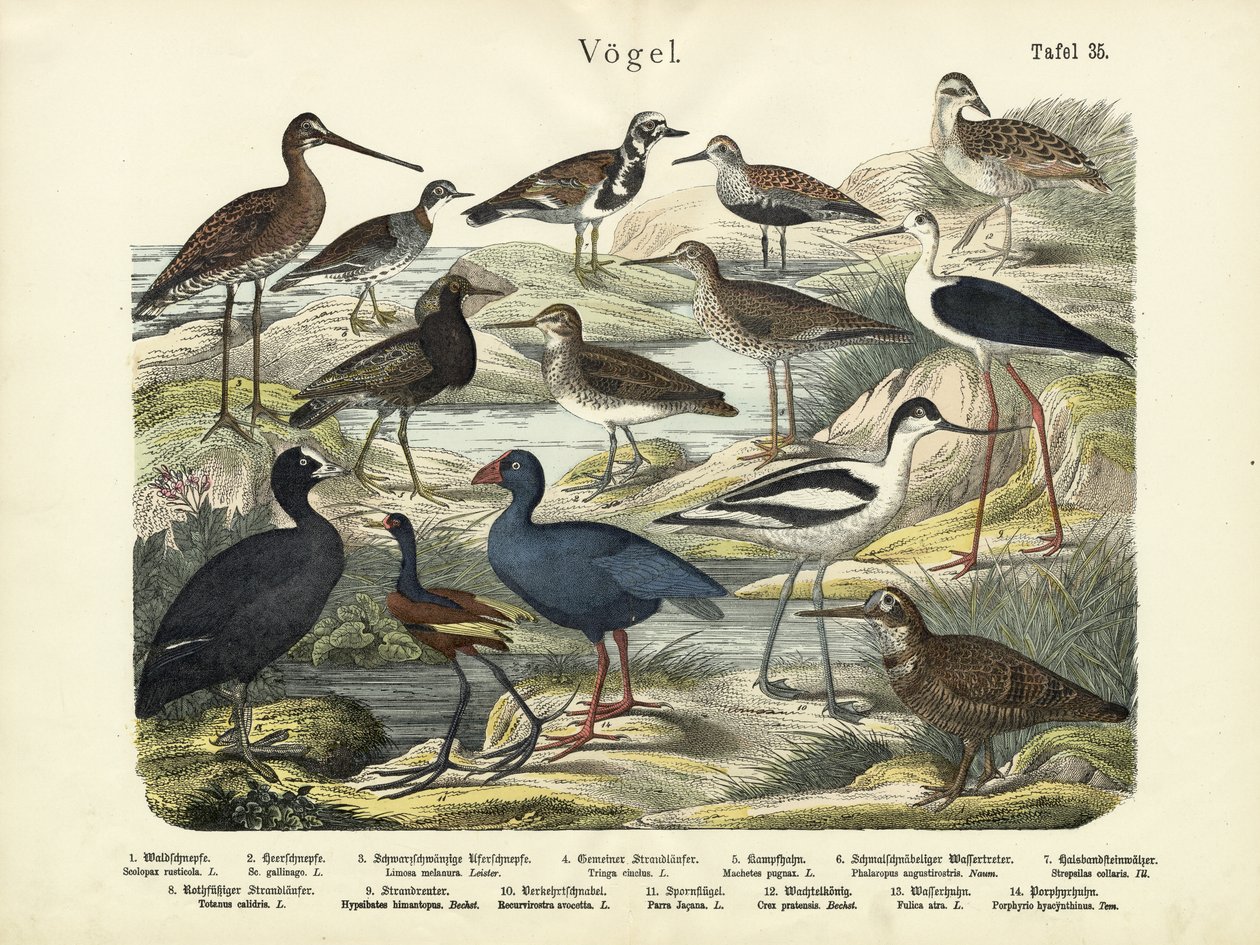 पक्षी, c.1860 द्वारा जर्मन स्कूल