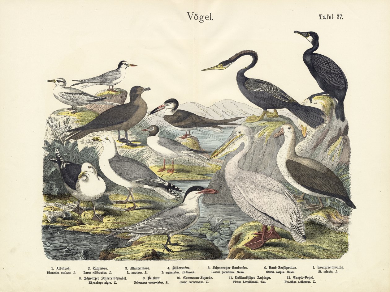 पक्षी, c.1860 द्वारा जर्मन स्कूल