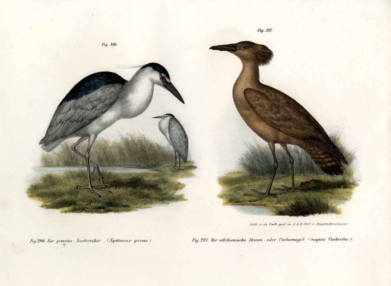 ब्लैक-क्राउन नाइट हेरॉन, 1864 द्वारा जर्मन स्कूल