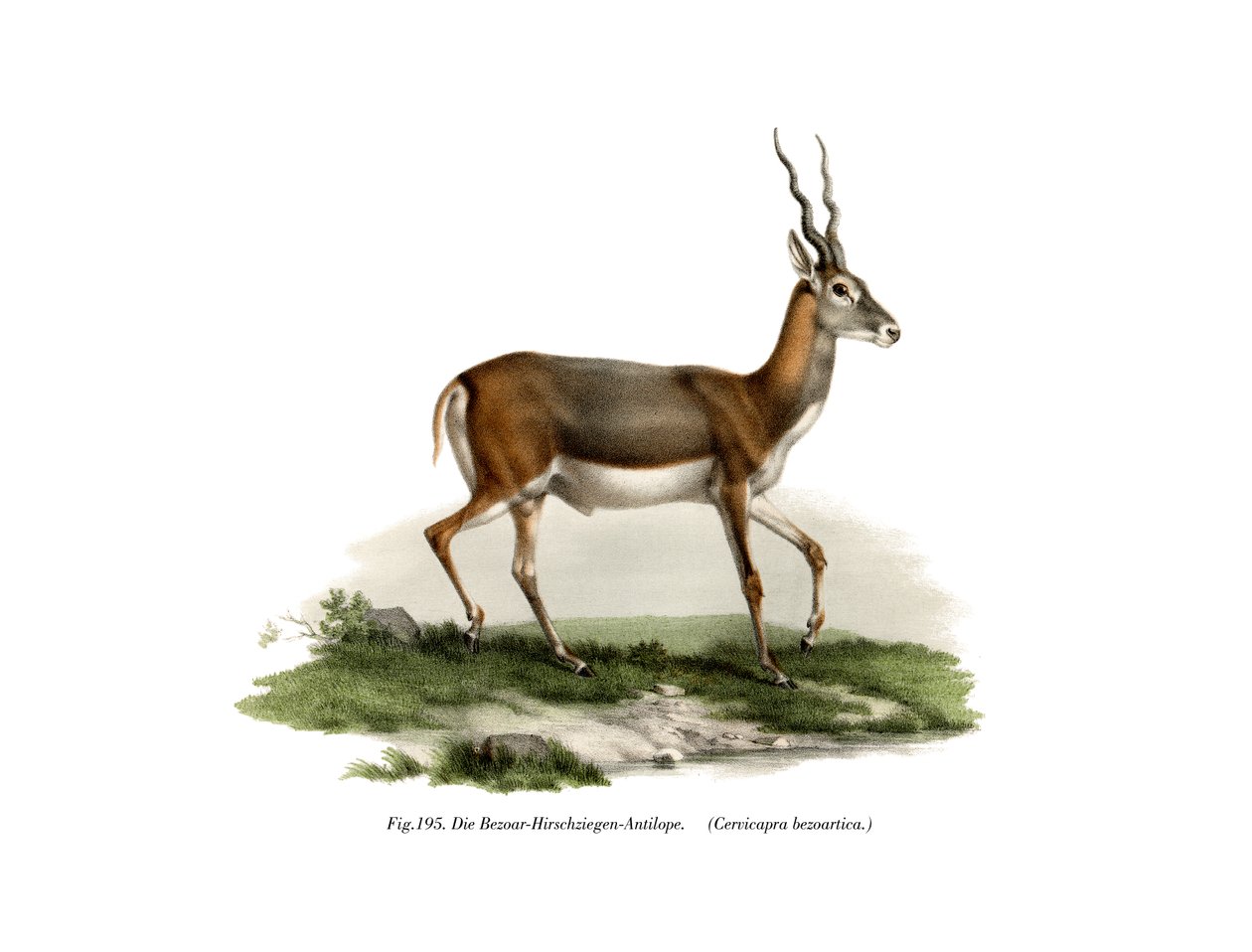 ब्लैकबक, 1860 द्वारा जर्मन स्कूल