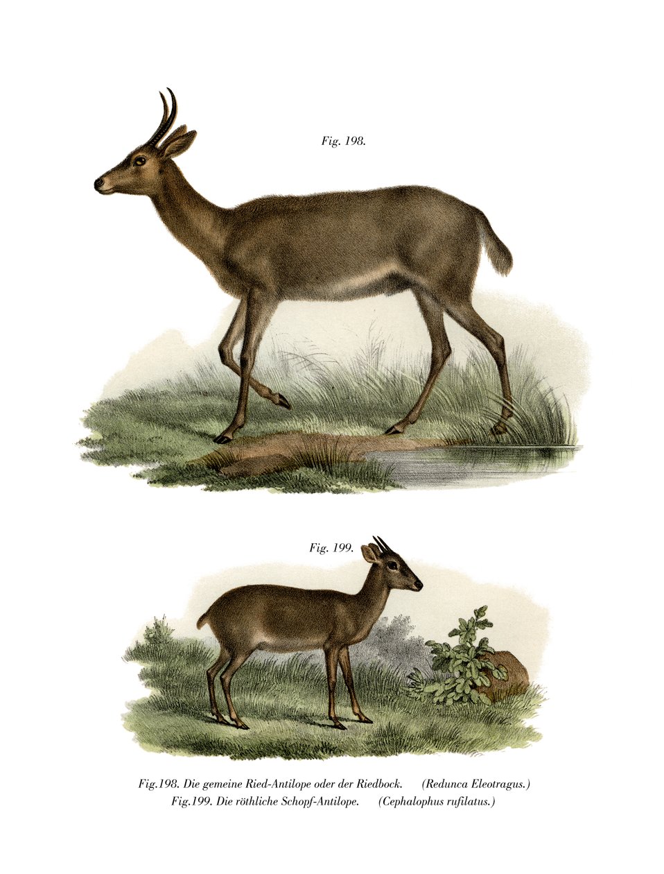 बोहोर रीडबक्स, 1860 द्वारा जर्मन स्कूल