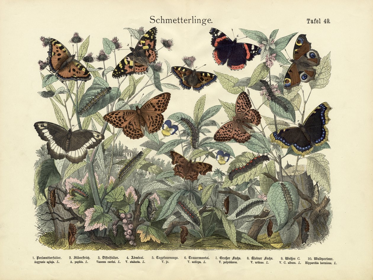 तितलियाँ, c.1860 द्वारा जर्मन स्कूल